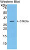 TNFRSF1A Associated Via Death Domain antibody, LS-C296690, Lifespan Biosciences, Western Blot image 