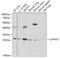 Calpain small subunit 1 antibody, 22-296, ProSci, Western Blot image 