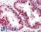 RAD52 Homolog, DNA Repair Protein antibody, LS-B413, Lifespan Biosciences, Immunohistochemistry paraffin image 