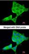 Tumor Protein P63 antibody, orb74209, Biorbyt, Immunofluorescence image 