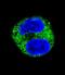 Tyrosinase antibody, LS-C100525, Lifespan Biosciences, Immunofluorescence image 