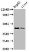 Mevalonate Diphosphate Decarboxylase antibody, LS-C670045, Lifespan Biosciences, Western Blot image 
