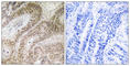 RAD52 Motif Containing 1 antibody, abx014775, Abbexa, Western Blot image 