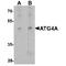 Autophagy Related 4A Cysteine Peptidase antibody, TA349131, Origene, Western Blot image 