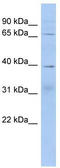 KH RNA Binding Domain Containing, Signal Transduction Associated 2 antibody, TA337874, Origene, Western Blot image 
