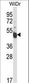 INSC Spindle Orientation Adaptor Protein antibody, LS-C165253, Lifespan Biosciences, Western Blot image 