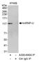 Heterogeneous Nuclear Ribonucleoprotein U antibody, A300-689A, Bethyl Labs, Immunoprecipitation image 