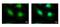 Histone Acetyltransferase 1 antibody, GTX110643, GeneTex, Immunocytochemistry image 