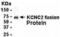 Potassium Voltage-Gated Channel Subfamily C Member 2 antibody, XW-7716, ProSci, Western Blot image 