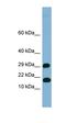 Trafficking Protein Particle Complex 2 Like antibody, orb326126, Biorbyt, Western Blot image 