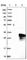 Ankyrin Repeat And SOCS Box Containing 9 antibody, HPA003060, Atlas Antibodies, Western Blot image 