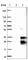 Ferredoxin 2 antibody, HPA043986, Atlas Antibodies, Western Blot image 