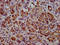 Bile salt-activated lipase antibody, LS-C673981, Lifespan Biosciences, Immunohistochemistry paraffin image 