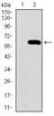 Secreted Phosphoprotein 1 antibody, MA5-17180, Invitrogen Antibodies, Western Blot image 