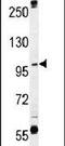 SWT1 RNA Endoribonuclease Homolog antibody, PA5-24460, Invitrogen Antibodies, Western Blot image 