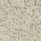 Quinoid Dihydropteridine Reductase antibody, LS-C334249, Lifespan Biosciences, Immunohistochemistry frozen image 