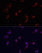 Aquaporin 3 (Gill Blood Group) antibody, 18-832, ProSci, Immunofluorescence image 