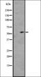 G Protein-Coupled Receptor 176 antibody, orb335610, Biorbyt, Western Blot image 