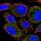 Chromosome 4 Open Reading Frame 48 antibody, HPA052447, Atlas Antibodies, Immunofluorescence image 