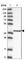 Acyl-CoA Thioesterase 7 antibody, HPA025762, Atlas Antibodies, Western Blot image 