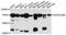 Hepatic And Glial Cell Adhesion Molecule antibody, A11589, ABclonal Technology, Western Blot image 