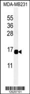 C-X-C Motif Chemokine Ligand 9 antibody, 61-799, ProSci, Western Blot image 