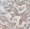 Alsin Rho Guanine Nucleotide Exchange Factor ALS2 antibody, FNab00350, FineTest, Immunohistochemistry frozen image 