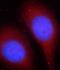 Zinc Finger Protein 140 antibody, FNab09657, FineTest, Immunofluorescence image 