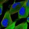 Kelch Like Family Member 41 antibody, HPA021165, Atlas Antibodies, Immunofluorescence image 