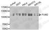 Pumilio RNA Binding Family Member 2 antibody, A6109, ABclonal Technology, Western Blot image 
