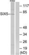 SIX Homeobox 5 antibody, TA316153, Origene, Western Blot image 