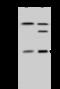 Proteasome Inhibitor Subunit 1 antibody, 203606-T40, Sino Biological, Western Blot image 