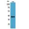 T-cell surface glycoprotein CD1c antibody, LS-C386999, Lifespan Biosciences, Western Blot image 