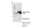 Inositol Hexakisphosphate Kinase 3 antibody, 54322S, Cell Signaling Technology, Immunoprecipitation image 