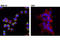 G Protein-Coupled Receptor Class C Group 5 Member A antibody, 12968S, Cell Signaling Technology, Immunofluorescence image 