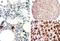 NLR Family Pyrin Domain Containing 1 antibody, NB100-56148, Novus Biologicals, Immunohistochemistry frozen image 