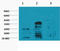 Histone H3 antibody, STJ97005, St John