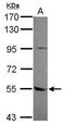 Fli-1 Proto-Oncogene, ETS Transcription Factor antibody, PA5-29627, Invitrogen Antibodies, Western Blot image 