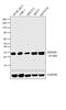 High Mobility Group Box 1 antibody, MA1-20338, Invitrogen Antibodies, Western Blot image 