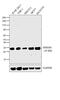 High Mobility Group Box 1 antibody, MA1-20338, Invitrogen Antibodies, Western Blot image 