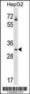 Olfactory Receptor Family 4 Subfamily Q Member 3 antibody, 58-072, ProSci, Western Blot image 