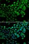 Synaptotagmin Binding Cytoplasmic RNA Interacting Protein antibody, LS-C346291, Lifespan Biosciences, Immunofluorescence image 