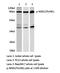 Ribosomal Protein S6 Kinase A5 antibody, LS-C191881, Lifespan Biosciences, Western Blot image 