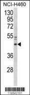 Glyceraldehyde-3-Phosphate Dehydrogenase, Spermatogenic antibody, MBS9209574, MyBioSource, Western Blot image 