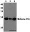Histone Cluster 4 H4 antibody, A14495S1, Boster Biological Technology, Western Blot image 