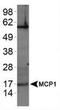 C-C Motif Chemokine Ligand 2 antibody, NBP1-07034, Novus Biologicals, Western Blot image 