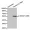 SMAD Family Member 1 antibody, abx000319, Abbexa, Western Blot image 