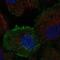 Tyrosine-protein kinase Tec antibody, PA5-64997, Invitrogen Antibodies, Immunofluorescence image 