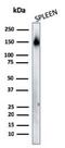 CD45RA antibody, NBP2-33144, Novus Biologicals, Western Blot image 