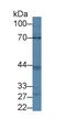 ATP Binding Cassette Subfamily G Member 2 (Junior Blood Group) antibody, abx130861, Abbexa, Western Blot image 